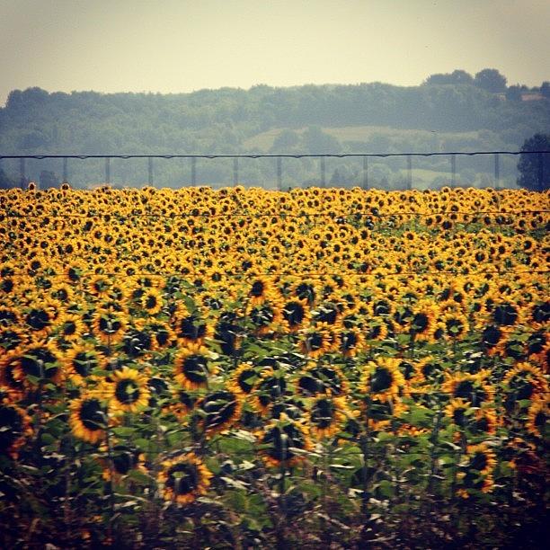 Sunflower Fields Photograph by Chris Jones