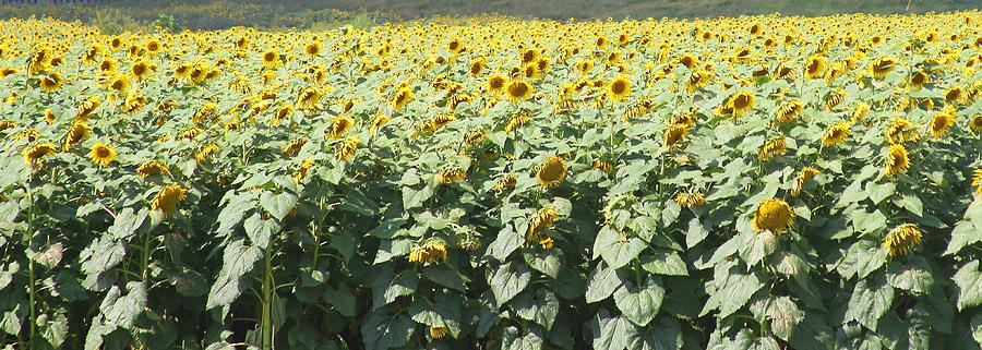 Sunflower Photograph - Sunflower Fields by Cathy Lindsey