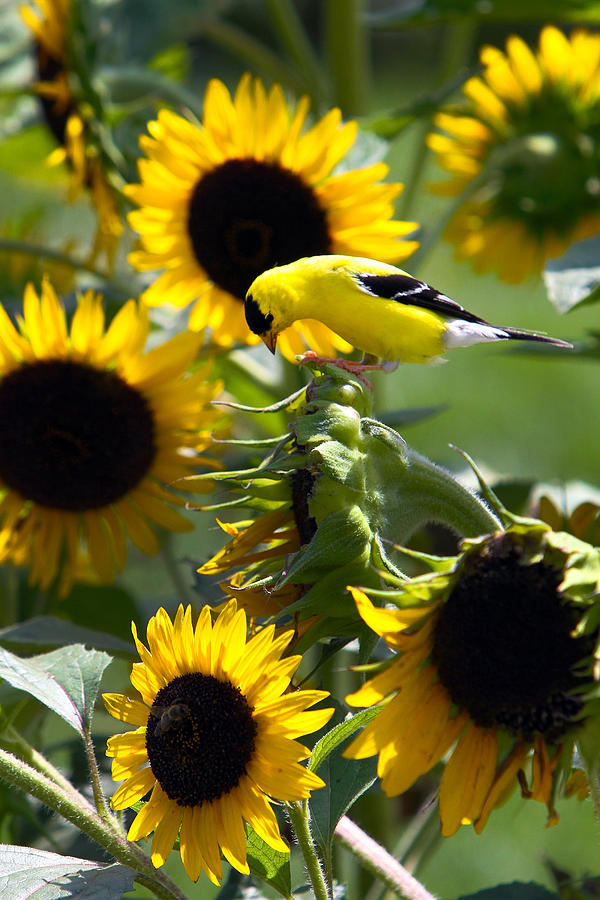 yellow finch sunflower