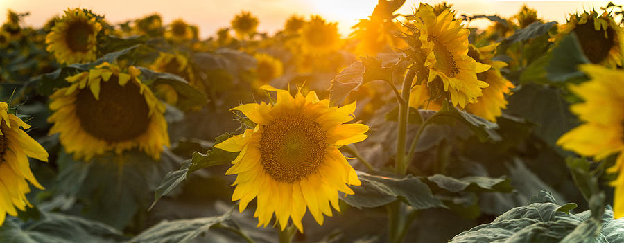 Sunflower Flare Photograph