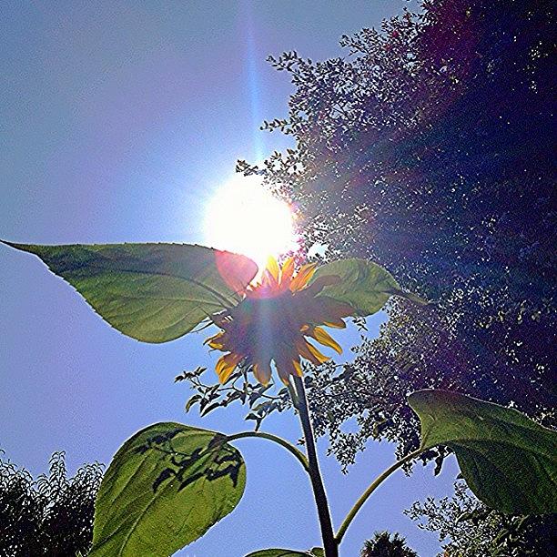 Nature Photograph - Sunflower!.. #flower #flowers by Jim Neeley
