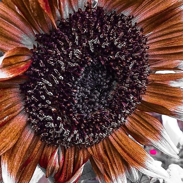 Sunflower Photograph - #sunflower #flower #flowersofinstagram by Jim Neeley