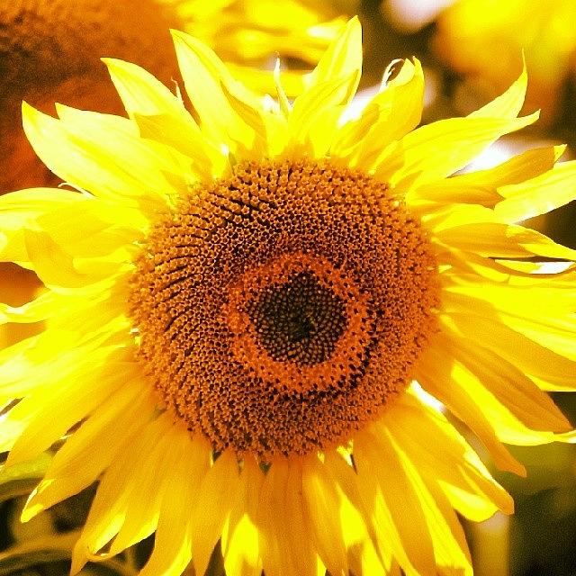 Sunflower Photograph - #sunflower #flower #picoftheday by John Burley