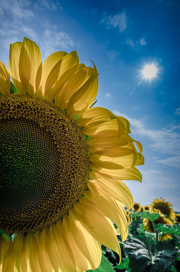 Sunflower Flower Sun Photograph by Rick Bartrand