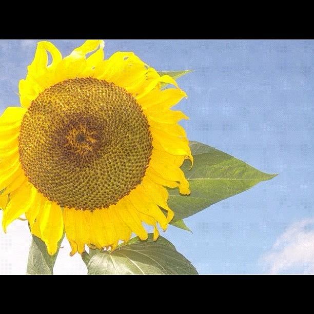 Summer Photograph - #sunflower #flower #tbt #sun  #sky by Yasmine Davidi