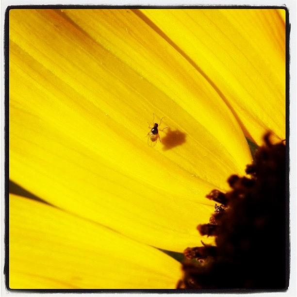 Sunflower Photograph - #sunflower #fly #bug #closeup by Deb Lew