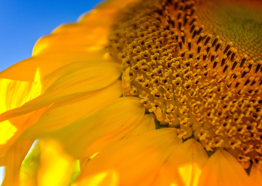 Sunflower Four Photograph by Chris Bordeleau