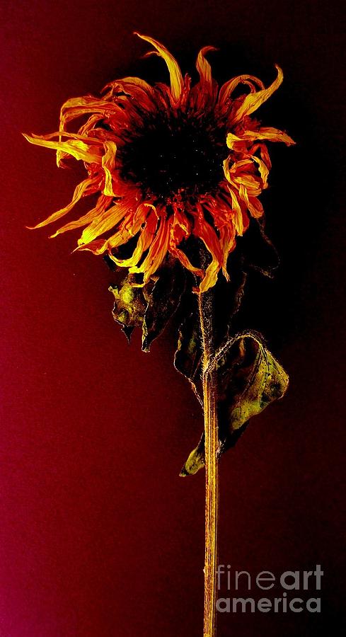Sunflower Photograph by Fred Wilson