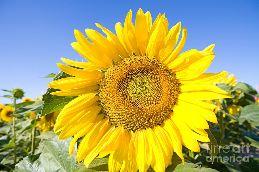 Sunflower, French Provence Photograph by Adam Sylvester