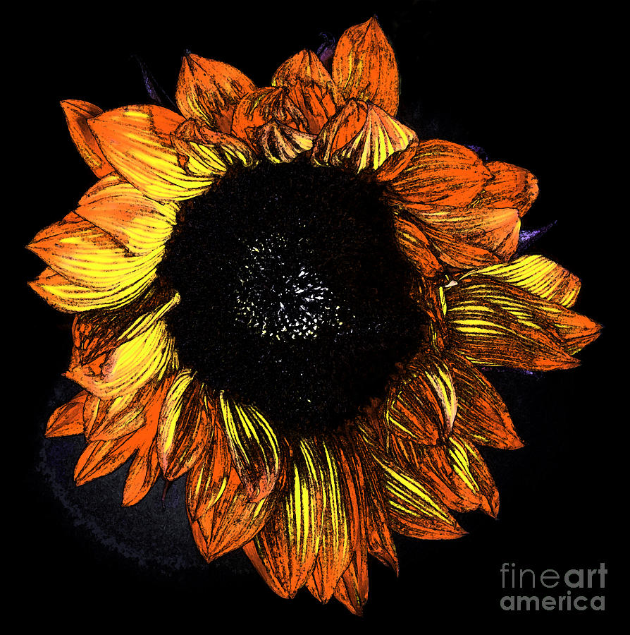 Sunflower Fresco Photograph by Mitch Shindelbower