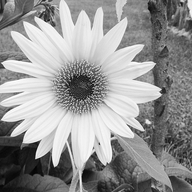 Sunflower Photograph - Sunflower by Maranda Busch