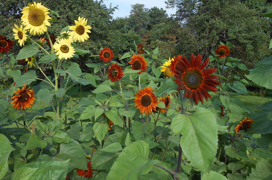 Sunflower Garden Blooming Photograph by Diannah Lynch