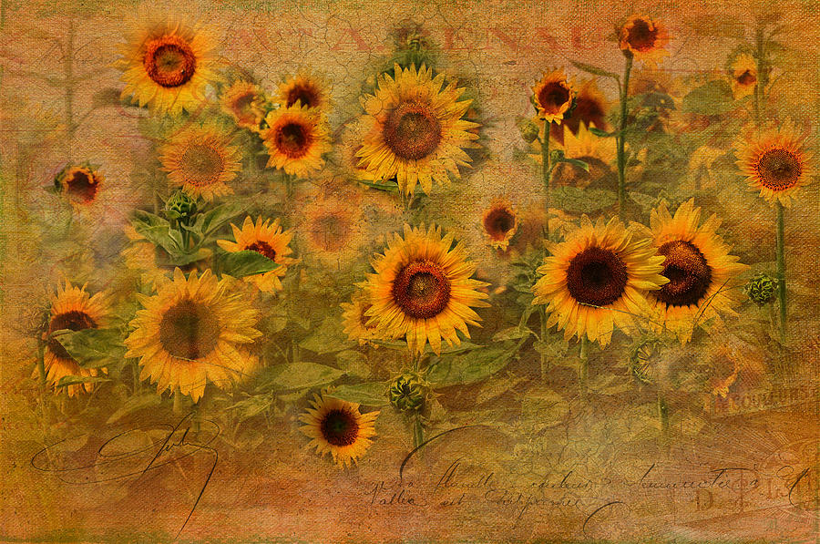 Sunflower Garden Photograph by Melinda Dreyer