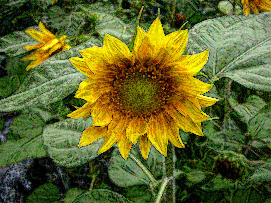 Sunflower Garden Photograph by Roxy Hurtubise
