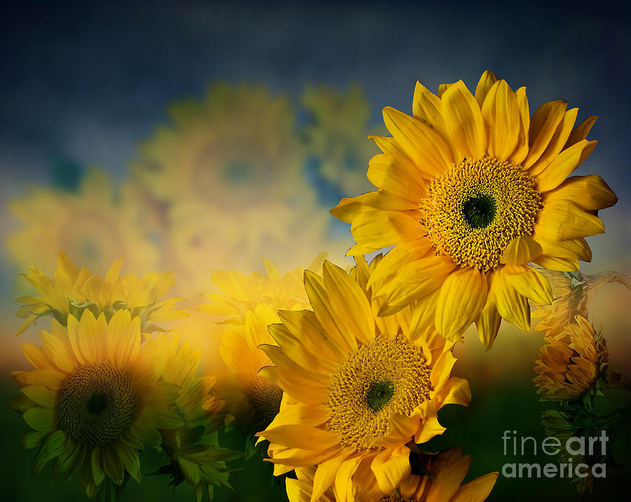 Sunflower Garden Photograph by Shirley Mangini