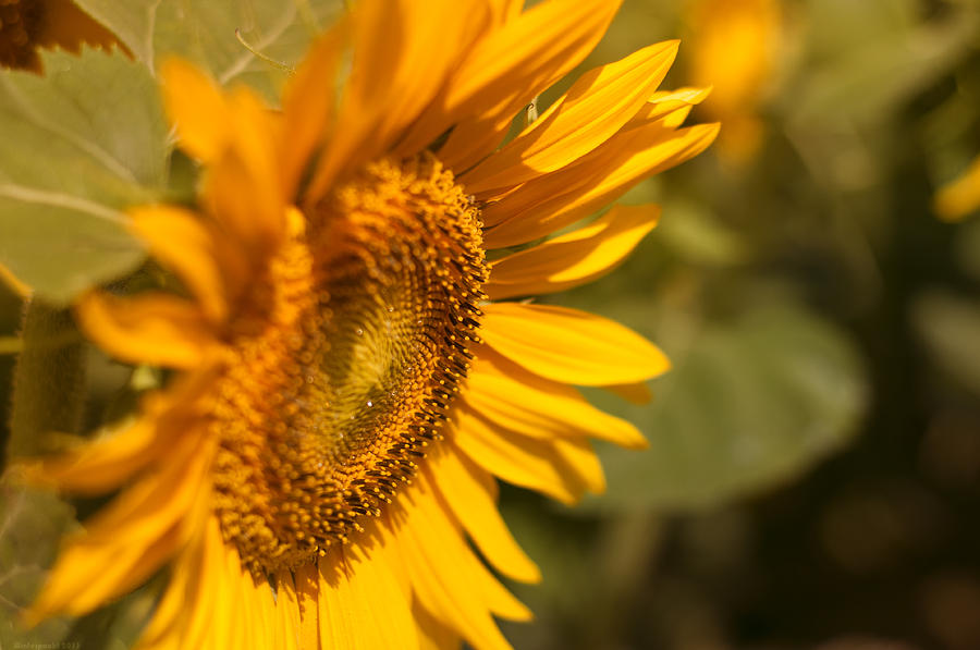 Sunflower Photograph - Sun Flower Garden  by Miguel Winterpacht