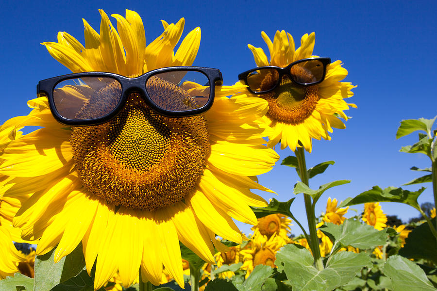 Sunflower Glasses 2 Photograph By Dan Copeland