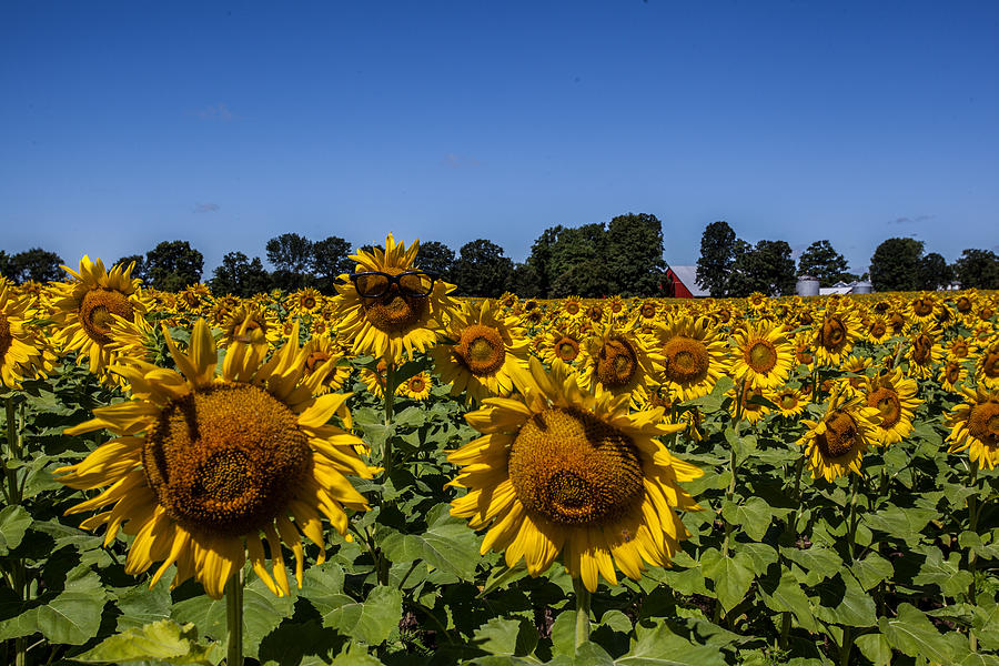 Sunflower Glasses 3 Photograph By Dan Copeland Pixels