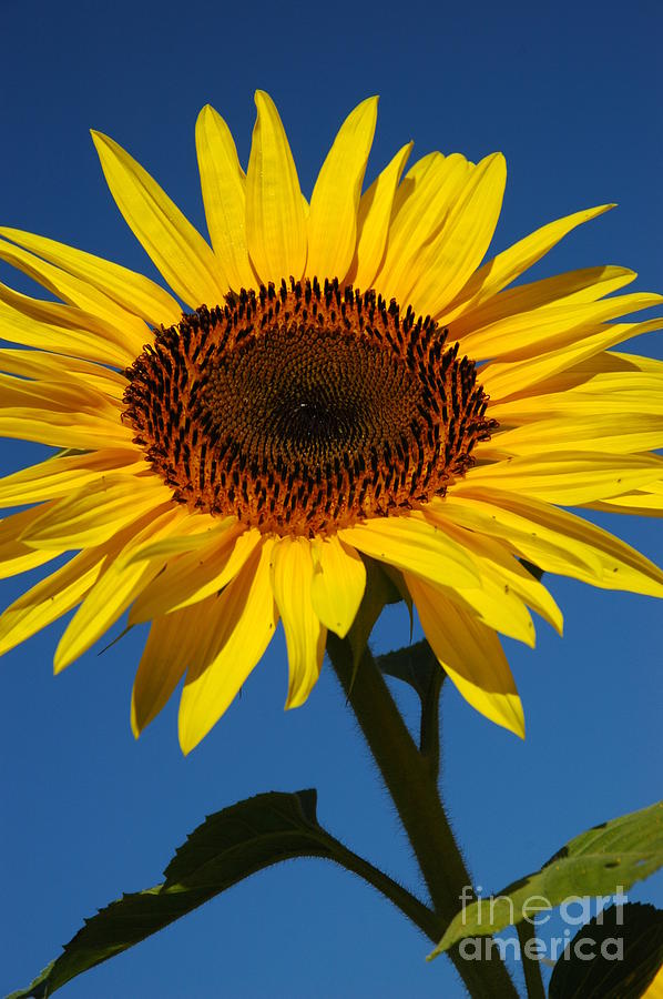 Sunflower Photograph - Sunflower Glory by Christiane Hellner-OBrien