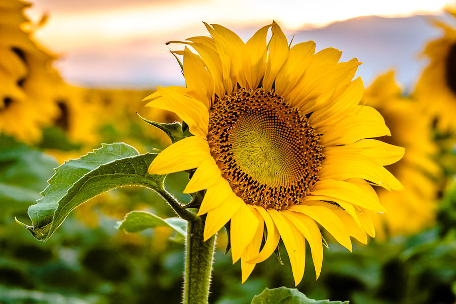 Sunflower Glory Photograph by Teri Virbickis