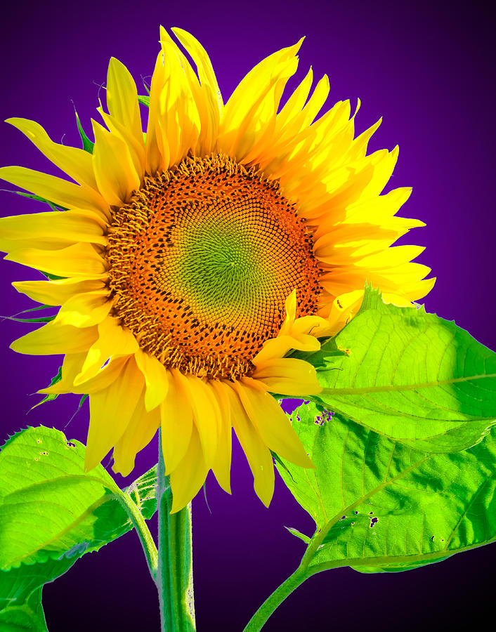 Sunflower Glow Photograph by Brian Stevens