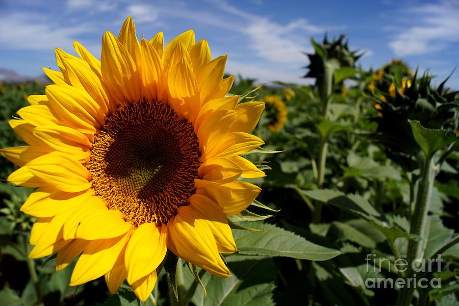 Sunflower Glow Photograph by Kerri Mortenson Sunflower Glow Photograph by Kerri Mortenson