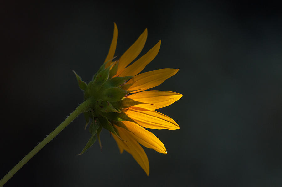 Sunflower Photograph - Sunflower Glow by Tam Ryan