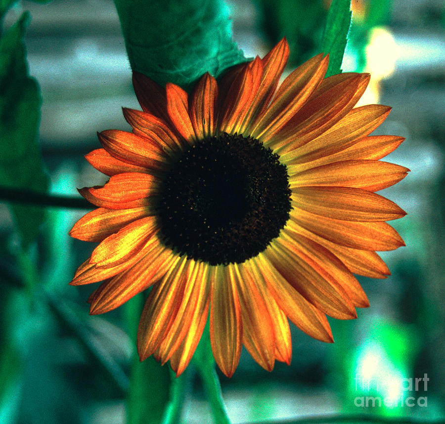 Nature Photograph - Sunflower Glow by Tom Wurl