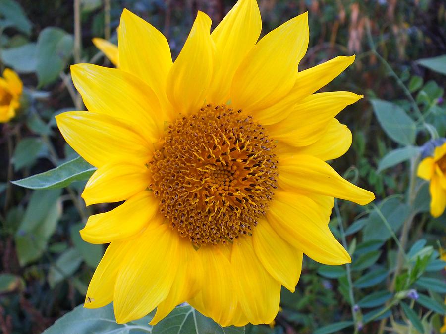 Sunflower Gold Photograph by Gene Cyr - Fine Art America