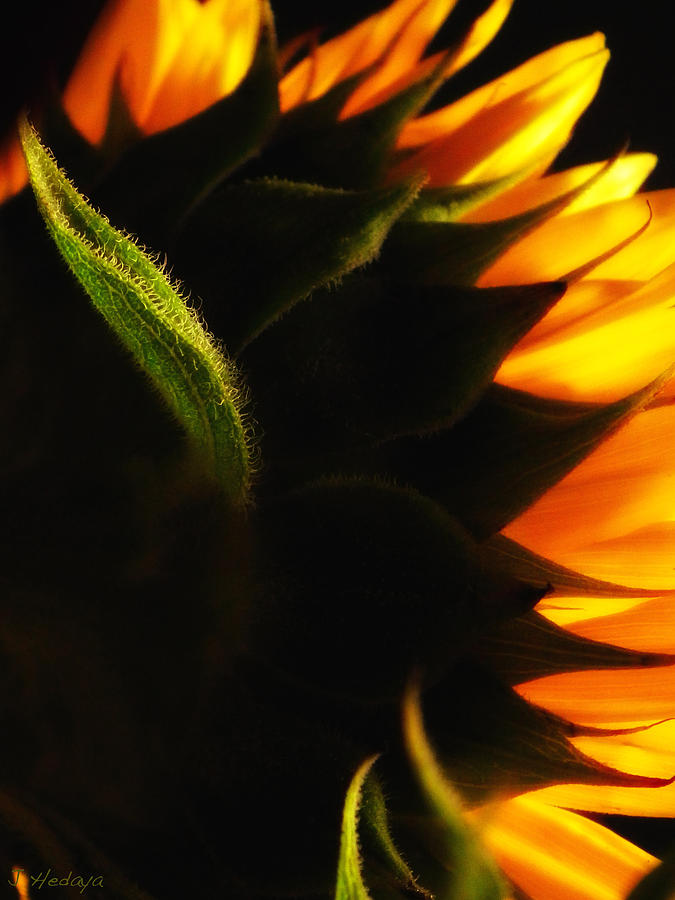 Sunflower Golden Macro 2 Photograph by Joseph Hedaya