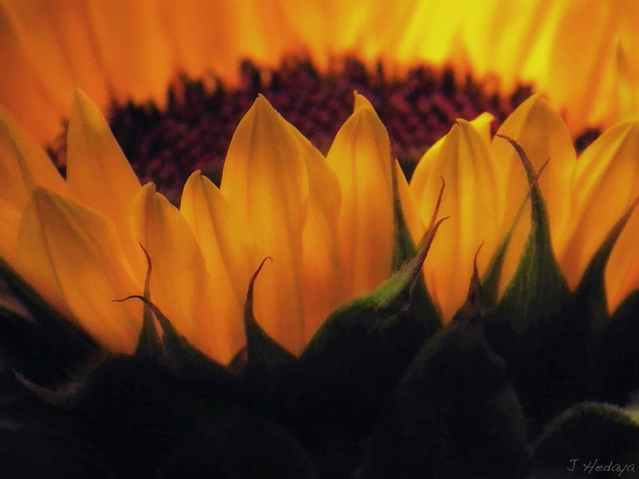 Sunflower Golden Macro Photograph by Joseph Hedaya