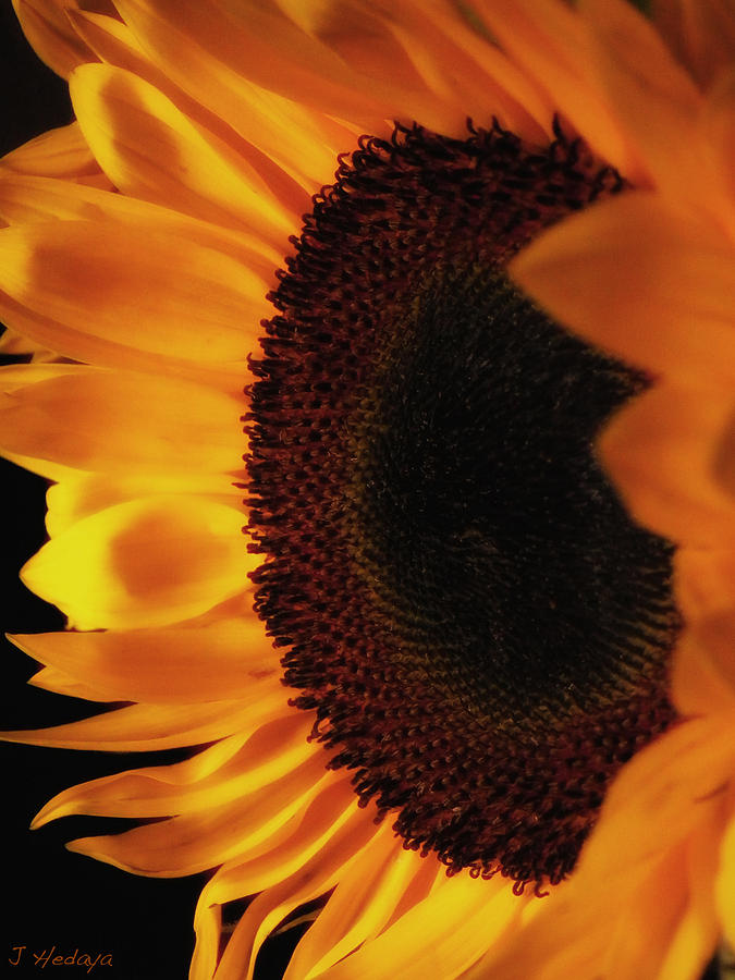 Sunflower Golden  Profile Photograph by Joseph Hedaya