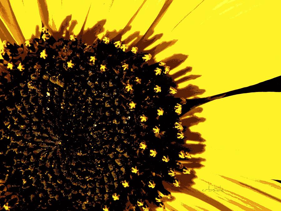 Sunflower Graphic Photograph by Chris Berry