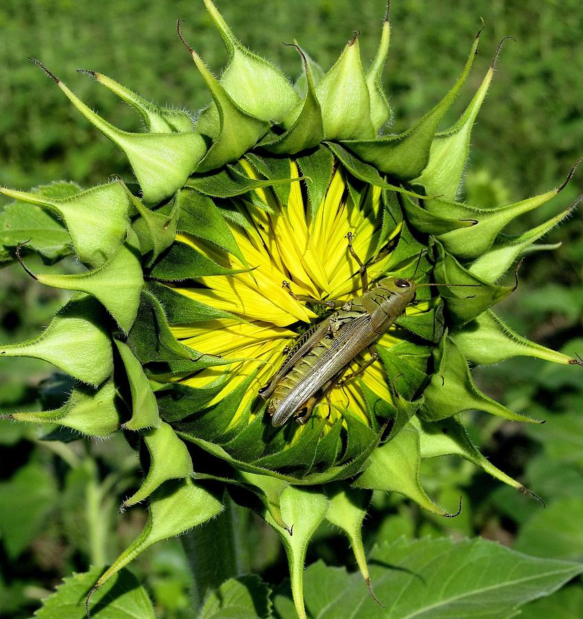 Sunflower Grasshopper Photograph by Maria Huntley