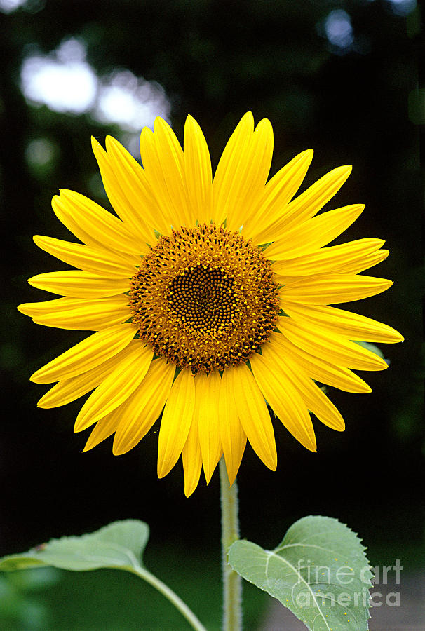 Sunflower Photograph by Gregory G. Dimijian