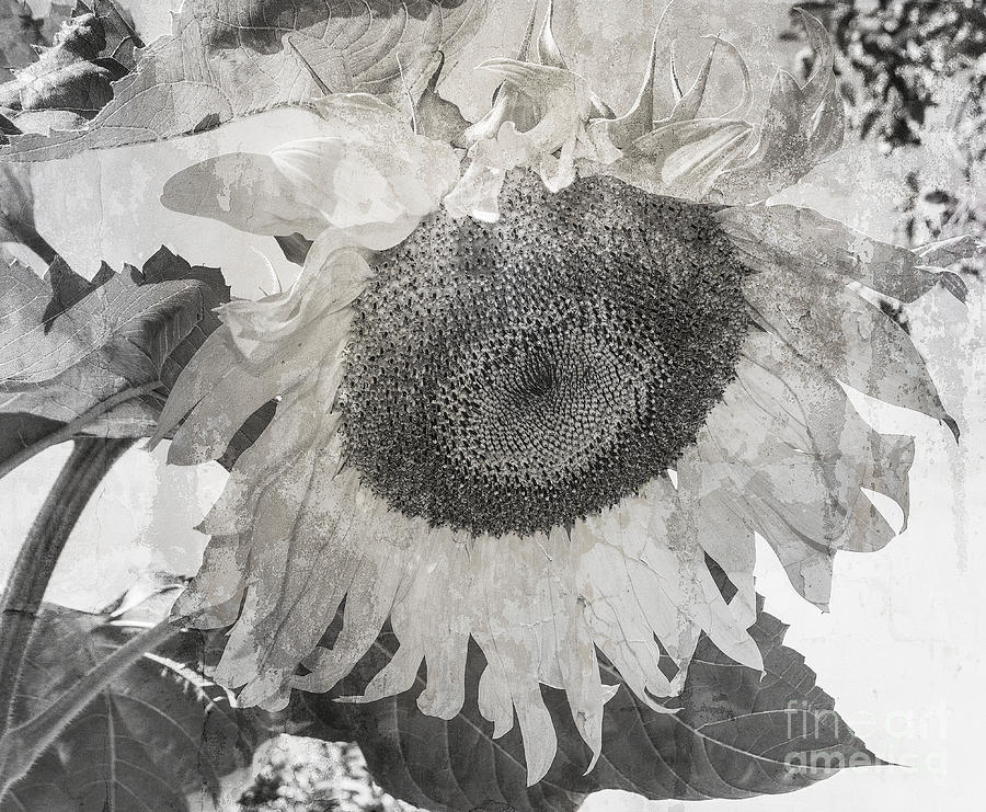 Sunflower Grunge Photograph by Arlene Carmel