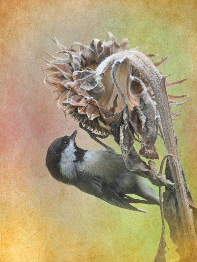 Chickadee Photograph - Sunflower Harvest by Angie Vogel