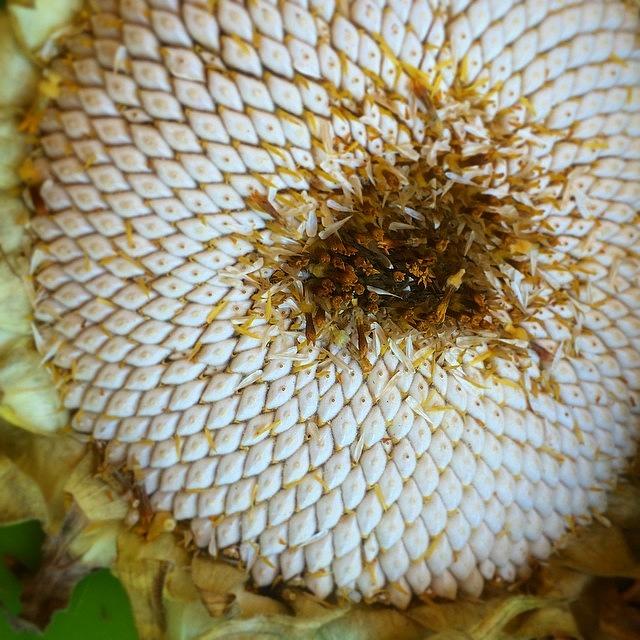 Sunflower Photograph - #sunflower #harvest by Jill P