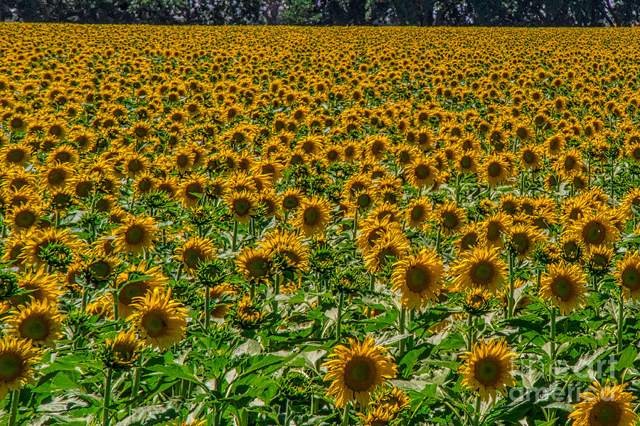 Sunflower HDR Photograph by Mitch Shindelbower