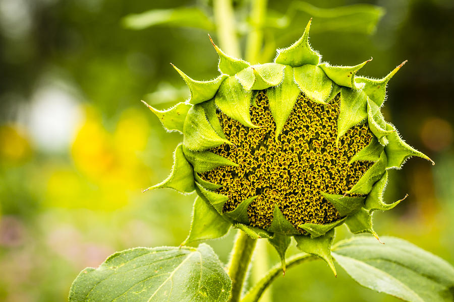Sunflower Head Blooming Photograph by Teri Virbickis