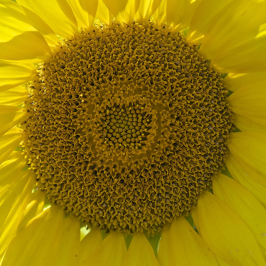 Sunflower Head Photograph by David Letts