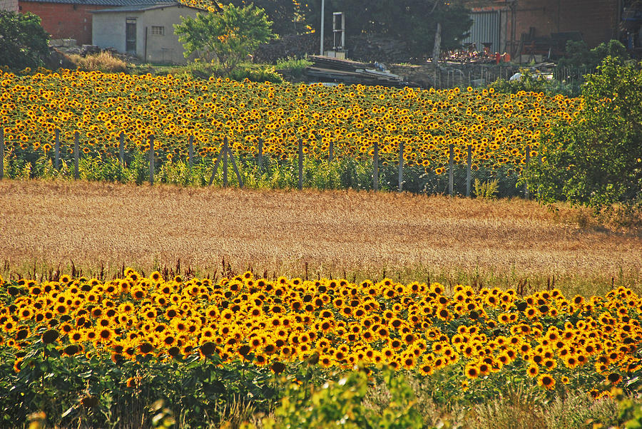 Sunflower Heaven Photograph by Ankya Klay