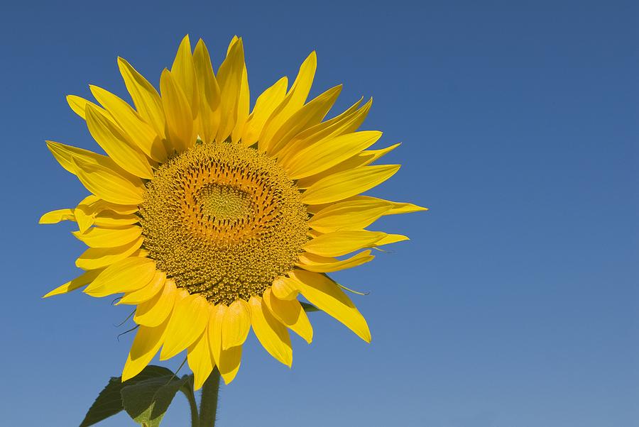 Sunflower, Helianthus Annuus Photograph