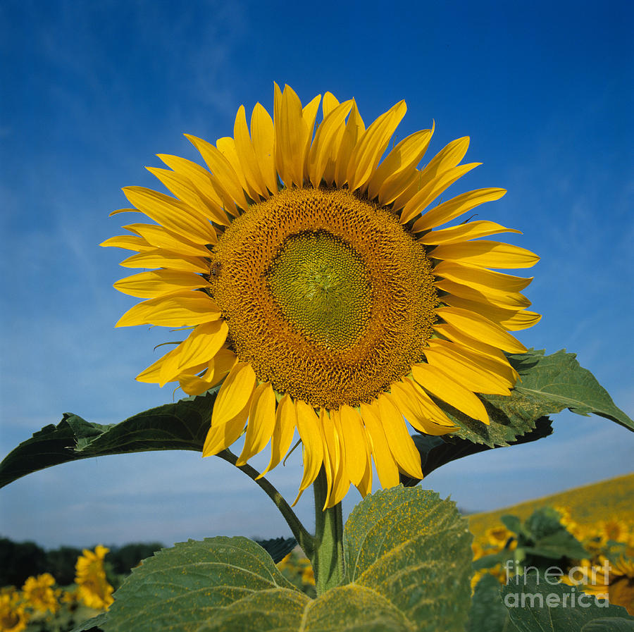 Sunflower Photograph - Sunflower Helianthus Annuus by Nigel Cattlin