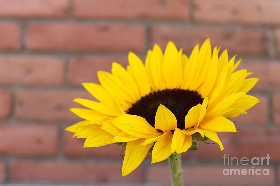Sunflower Photograph by Henrik Lehnerer