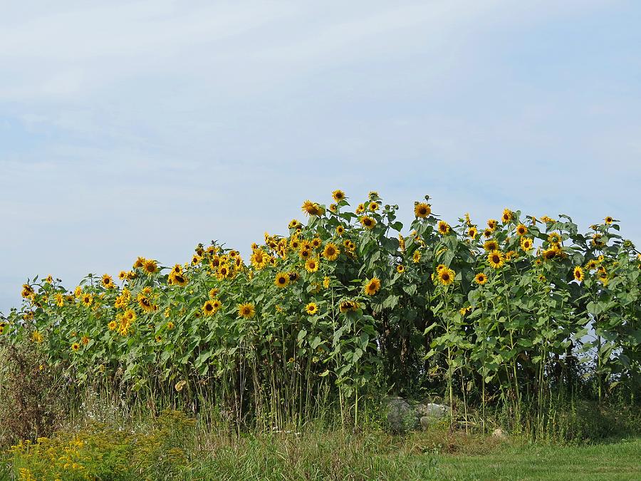 Flower Photograph - Sunflower Hill by MTBobbins Photography