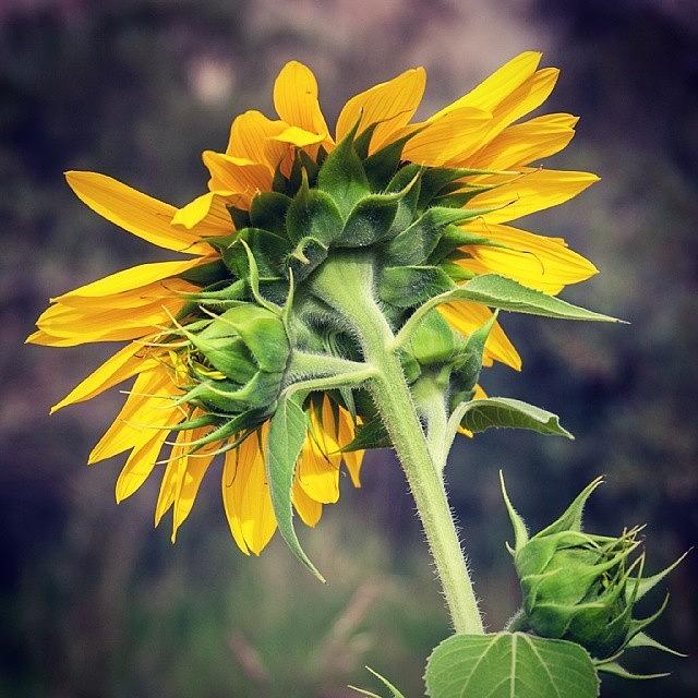 Yellow Photograph - Sunflower by Hitendra SINKAR