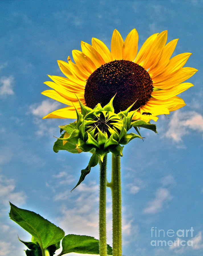 Sunflower Holding Head Up High 2 Photograph by Nina Ficur Feenan