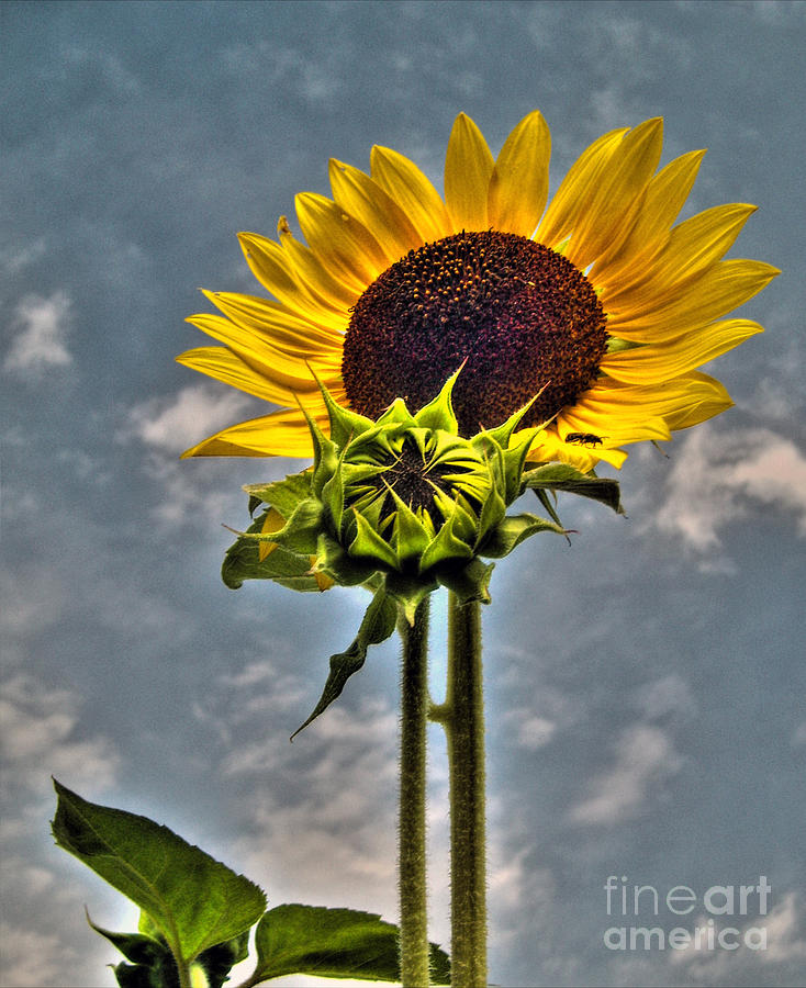 Sunflower Holding Head Up High Photograph by Nina Ficur Feenan