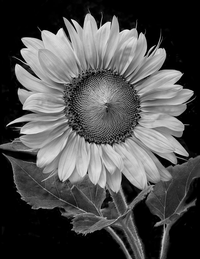 Sunflower Digital Art - Sunflower II by David Mullen 